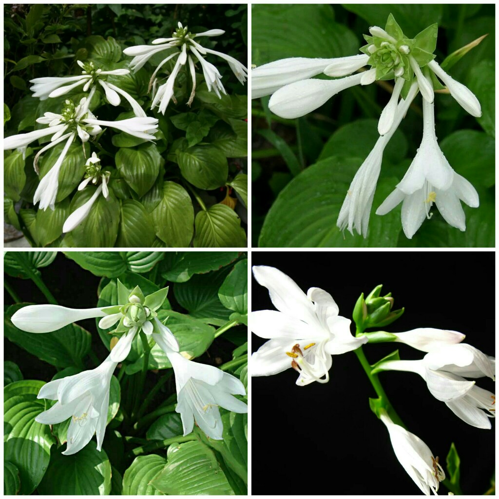 华体会网站-横跨七天长假,引入五万人流 简单生活重塑城市文化旅游新场景(图2) 华体会官方