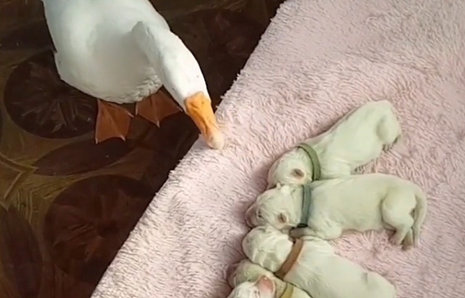 华体会电子